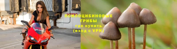 PSILOCYBIN Алзамай